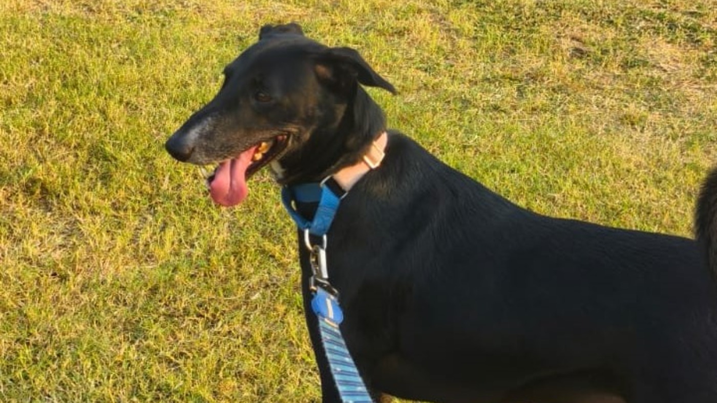 Pet Walking and Grooming — dog walking in Mumbai