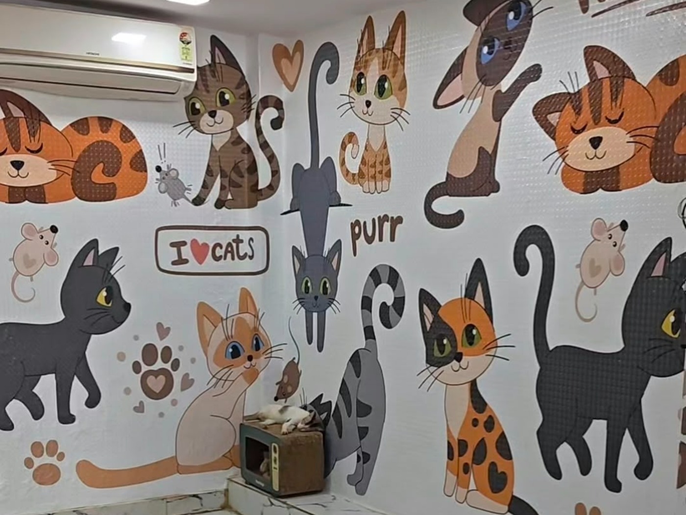 Kitty luv Foster — pet boarding in Navi Mumbai