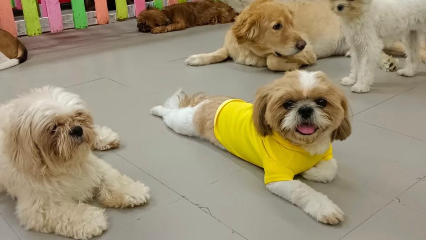 Scooby doo — pet boarding in Mumbai