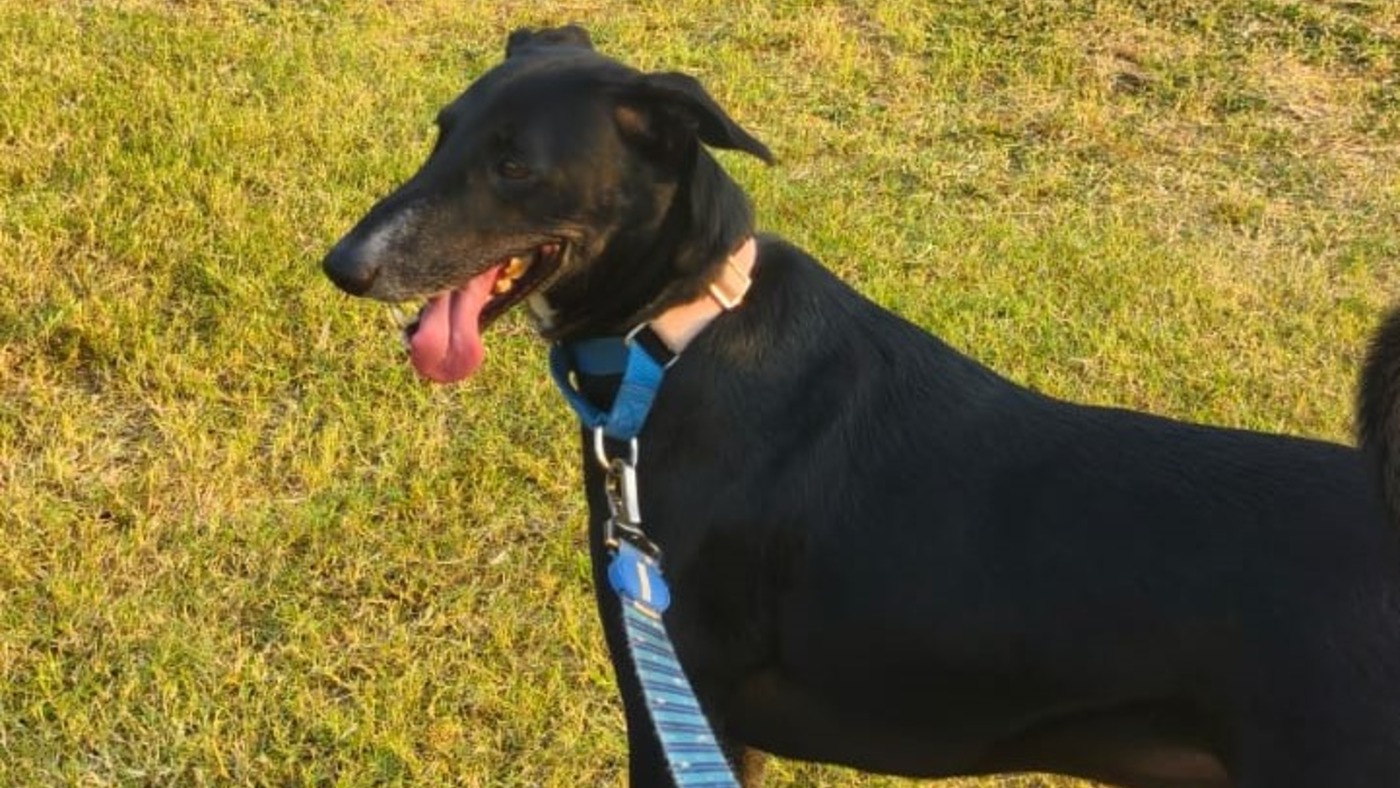 Pet Walking and Grooming — pet grooming in Navi Mumbai