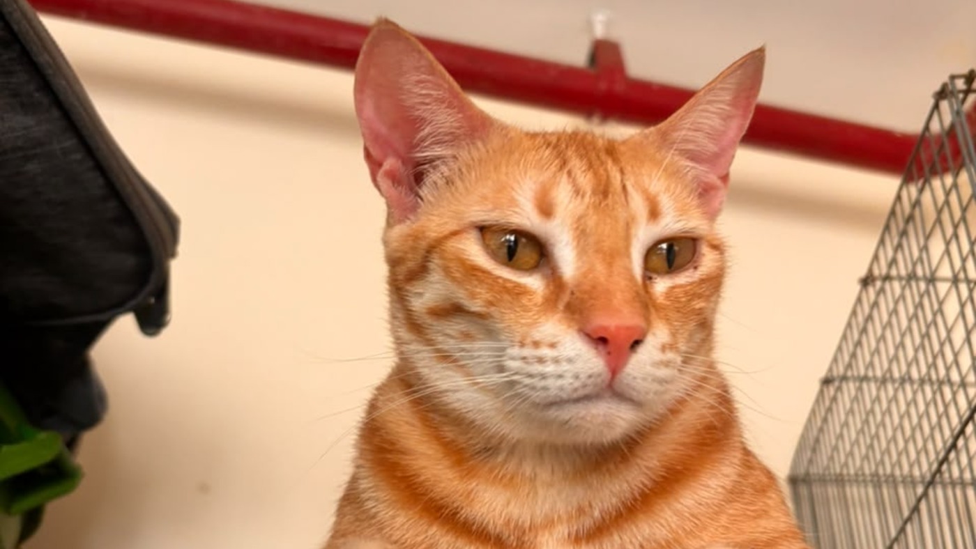 The Pet Home — pet boarding in Mumbai